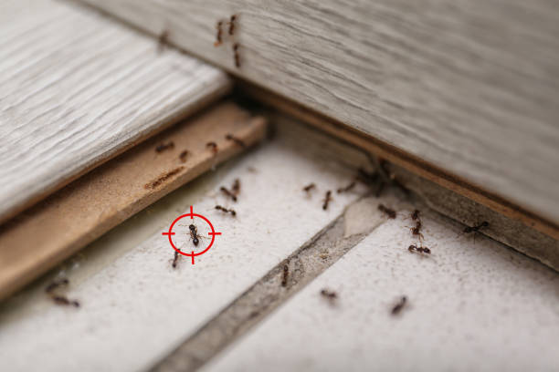 Best Emergency Pest Control  in Montgomery, PA
