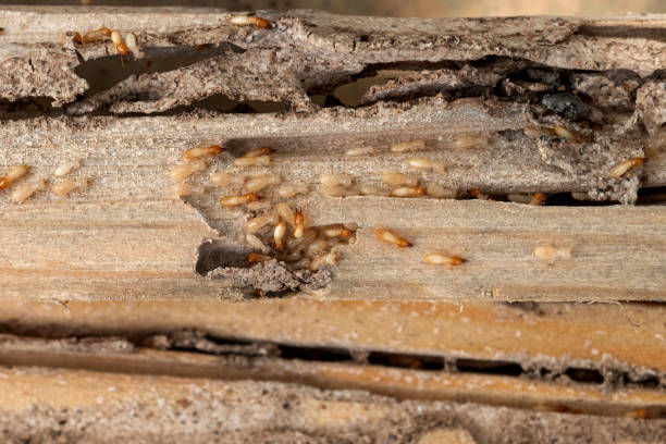 Best Pest Control Near Me  in Montgomery, PA